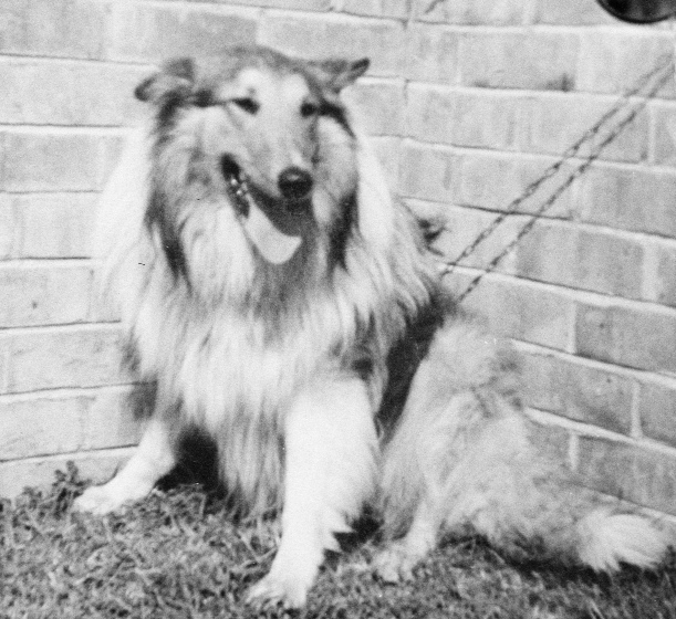 Kim the Pet Dog - 1953