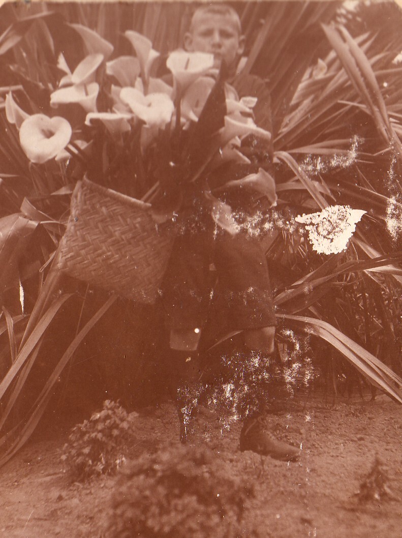 Christmas Lillies - 1913