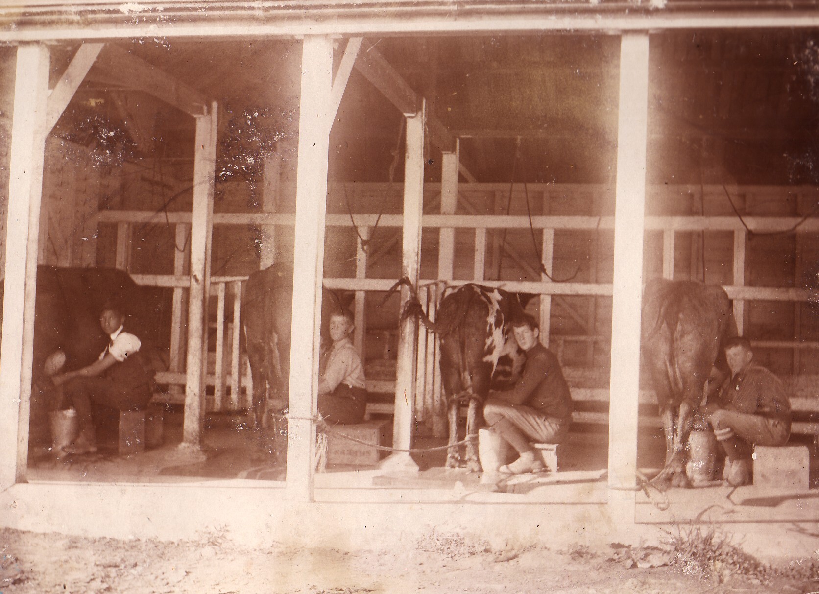 Milking Cows - 1914