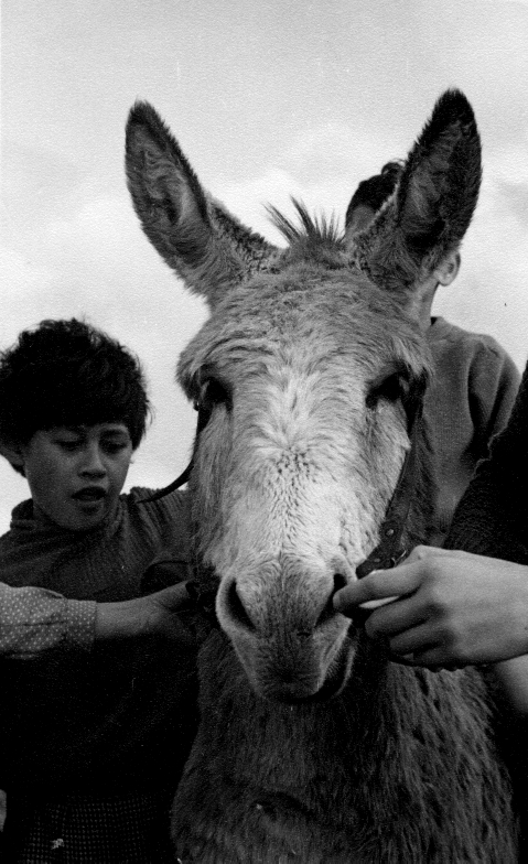 Kelston Donkey - 1962 