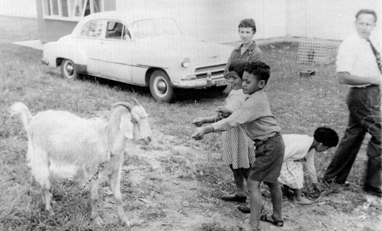 Goat Feeding - 1962 