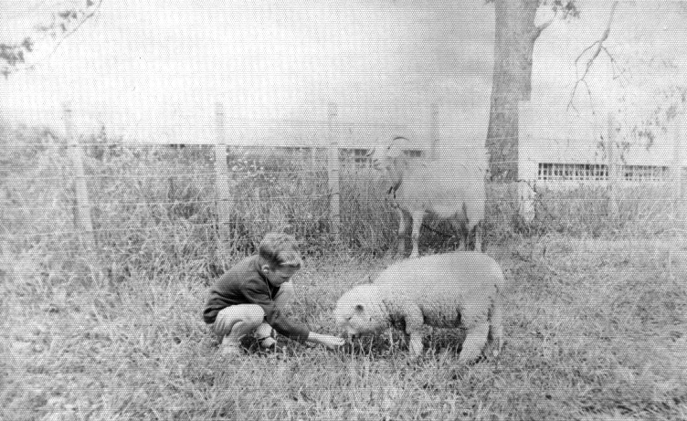 Sheep Feeding - 1962 