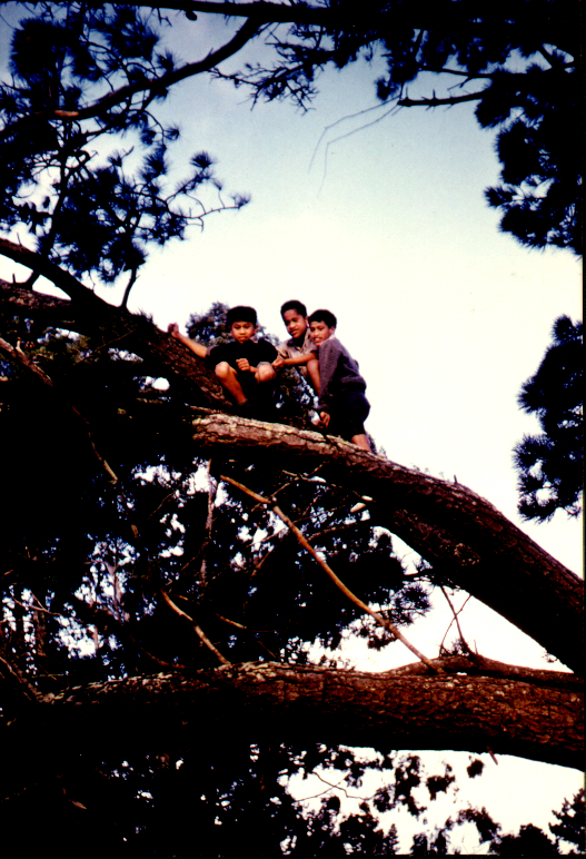 Tree Climbing - 1961