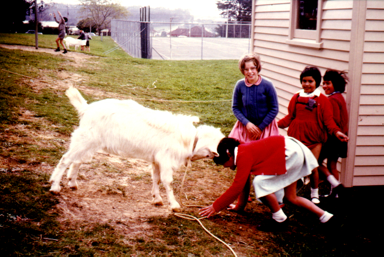 Kelston Goat - 1964 