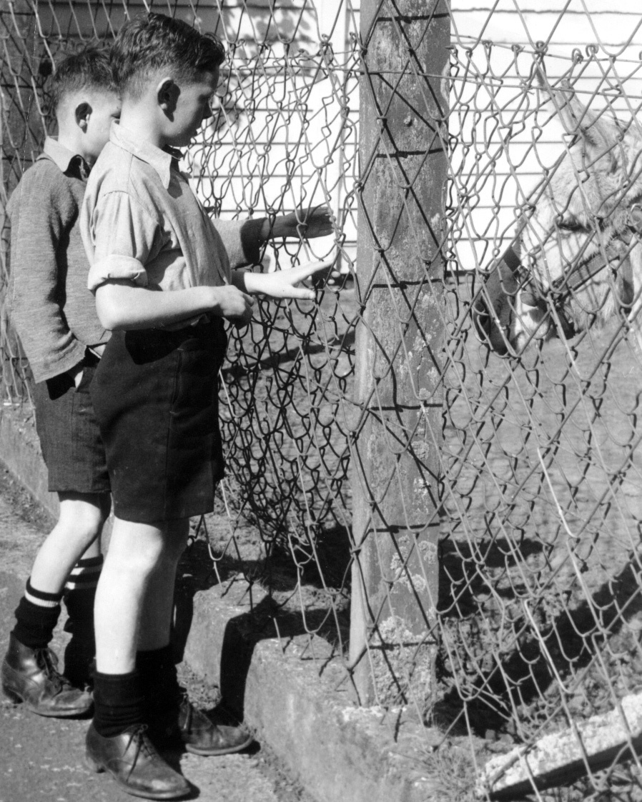 Visiting Auckland Zoo - 1952