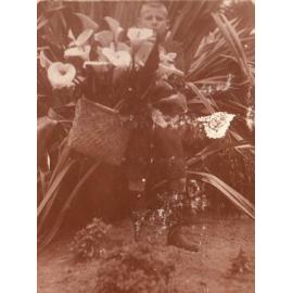 Christmas Lillies - 1913